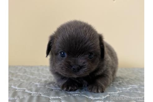 チワワ（ロング）の子犬（ID:1232311188）の4枚目の写真/更新日:2022-09-01