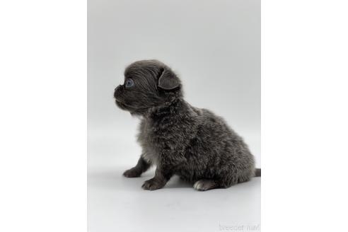 チワワ（ロング）の子犬（ID:1232311189）の4枚目の写真/更新日:2022-09-01
