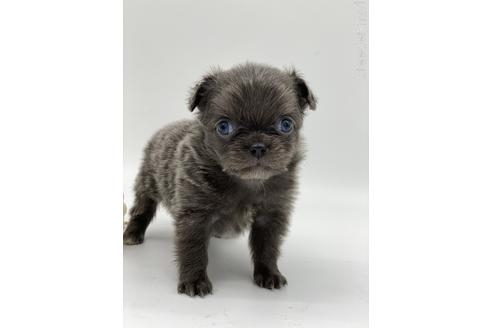 チワワ（ロング）の子犬（ID:1232311189）の5枚目の写真/更新日:2022-09-01