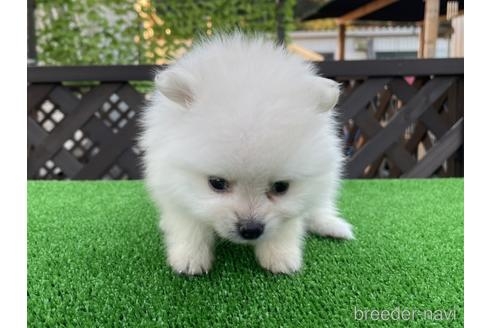 ポメラニアンの子犬（ID:1232311192）の2枚目の写真/更新日:2022-09-26