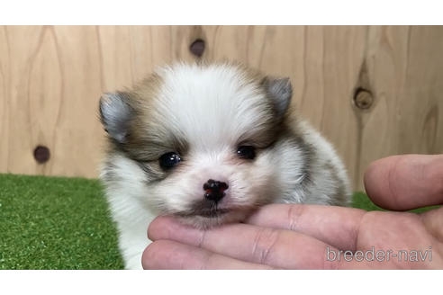 ポメラニアンの子犬（ID:1232311197）の1枚目の写真/更新日:2022-10-18