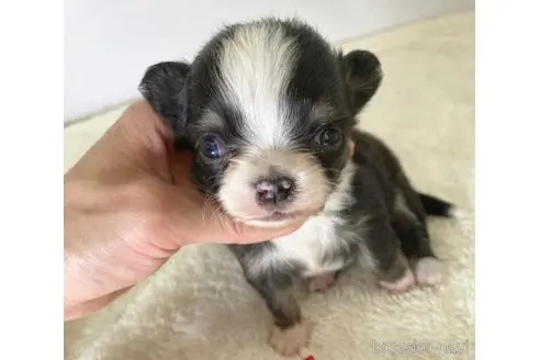 チワワ（ロング）の子犬（ID:1232311205）の1枚目の写真/更新日:2022-11-18