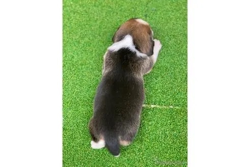 ビーグルの子犬（ID:1232311206）の5枚目の写真/更新日:2023-05-22