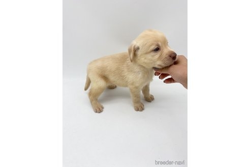 ラブラドールレトリバーの子犬（ID:1232311213）の2枚目の写真/更新日:2023-03-01
