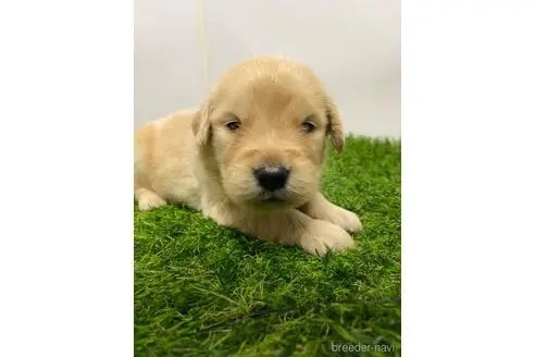 ゴールデンレトリバーの子犬（ID:1232311214）の1枚目の写真/更新日:2023-03-13