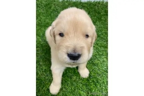 ゴールデンレトリバーの子犬（ID:1232311216）の1枚目の写真/更新日:2023-02-25