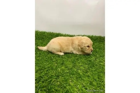 ゴールデンレトリバーの子犬（ID:1232311217）の2枚目の写真/更新日:2023-03-13