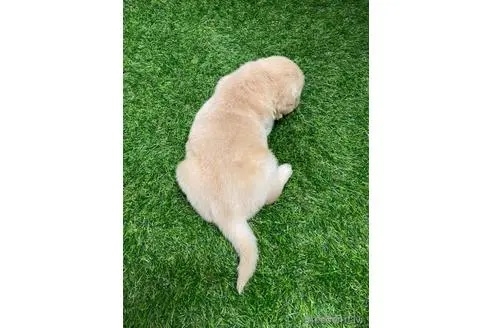 ゴールデンレトリバーの子犬（ID:1232311217）の4枚目の写真/更新日:2023-03-13
