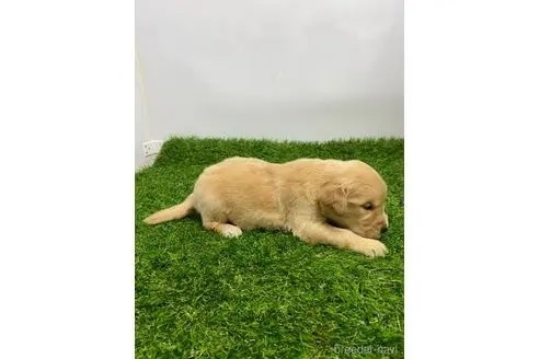 ゴールデンレトリバーの子犬（ID:1232311219）の2枚目の写真/更新日:2023-02-25