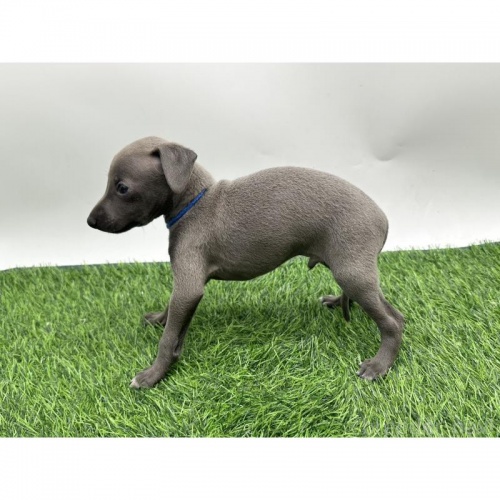 C^AO[nEh̎qiID:1232311221j5ڂ̎ʐ^/XV:2025-11-19