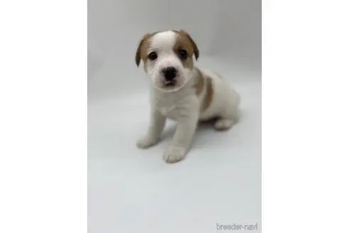 ジャックラッセルテリアの子犬（ID:1232311225）の1枚目の写真/更新日:2023-04-27