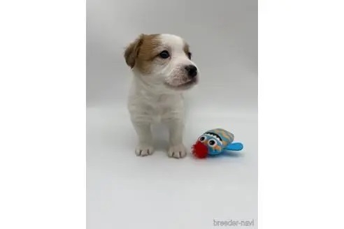 ジャックラッセルテリアの子犬（ID:1232311225）の2枚目の写真/更新日:2023-04-27