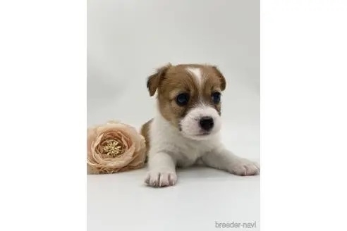 ジャックラッセルテリアの子犬（ID:1232311227）の3枚目の写真/更新日:2023-04-27