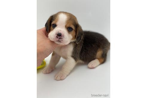 ビーグルの子犬（ID:1232311234）の1枚目の写真/更新日:2023-05-26