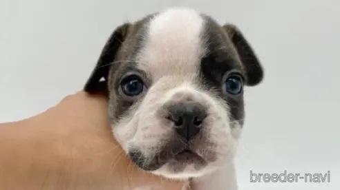 フレンチブルドッグの子犬（ID:1232311258）の1枚目の写真/更新日:2023-10-12