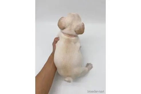 フレンチブルドッグの子犬（ID:1232311261）の3枚目の写真/更新日:2023-10-12