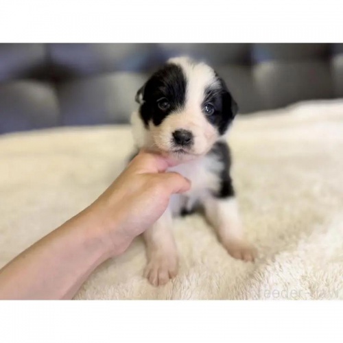 �{�[�_�[�R���[�̎q���iID:1232311288�j��5���ڂ̎ʐ^/�X�V��:2026-01-10