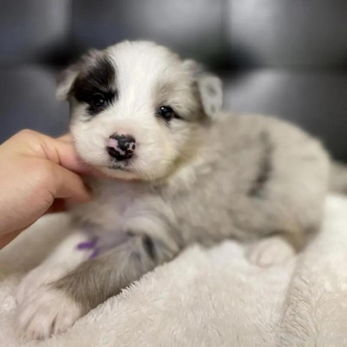 {[_[R[̎qiID:1232311367j1ڂ̎ʐ^/XV:2025-11-19