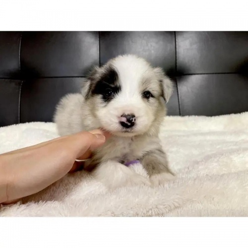 {[_[R[̎qiID:1232311367j2ڂ̎ʐ^/XV:2025-11-19