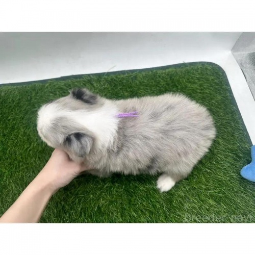 {[_[R[̎qiID:1232311367j3ڂ̎ʐ^/XV:2025-11-19