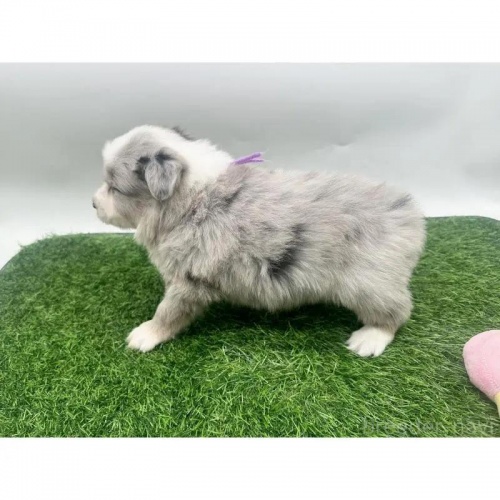 {[_[R[̎qiID:1232311367j5ڂ̎ʐ^/XV:2025-11-19