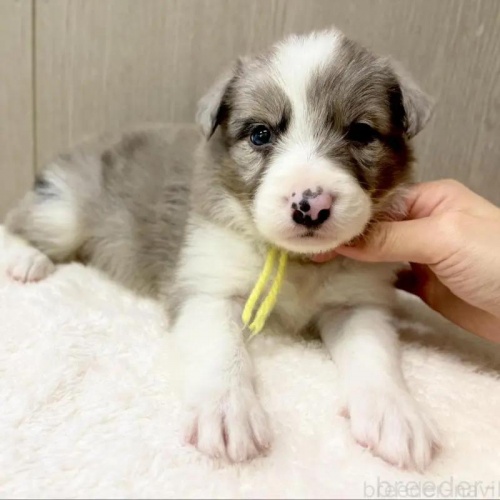 {[_[R[̎qiID:1232311368j1ڂ̎ʐ^/XV:2025-11-19