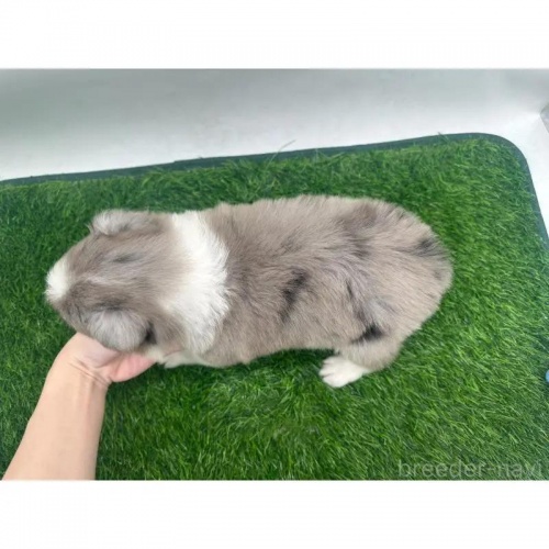 {[_[R[̎qiID:1232311368j3ڂ̎ʐ^/XV:2025-11-19