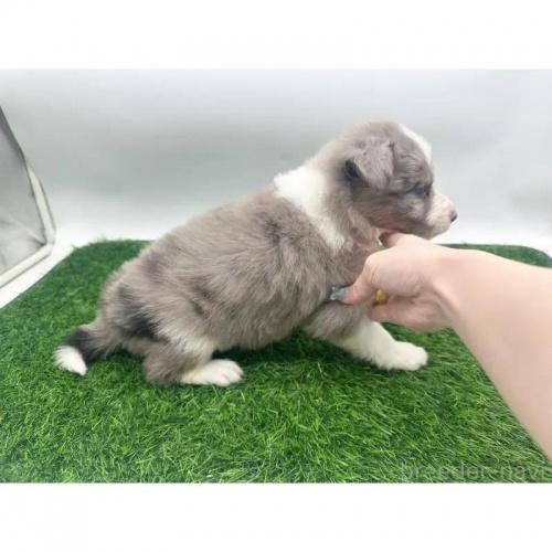 {[_[R[̎qiID:1232311368j4ڂ̎ʐ^/XV:2025-11-19