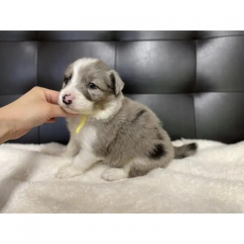 {[_[R[̎qiID:1232311368j5ڂ̎ʐ^/XV:2025-11-19