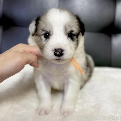 {[_[R[̎qiID:1232311369j1ڂ̎ʐ^/XV:2025-11-19