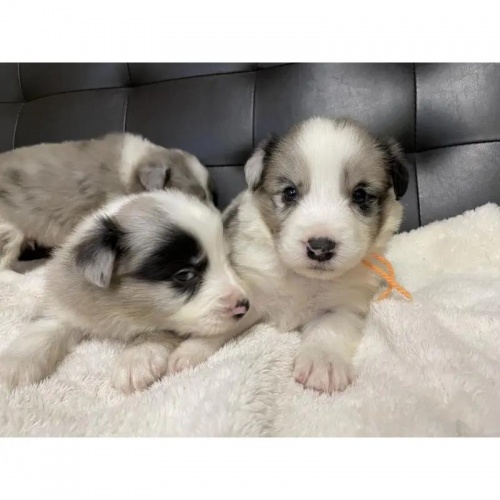 {[_[R[̎qiID:1232311369j3ڂ̎ʐ^/XV:2025-11-19