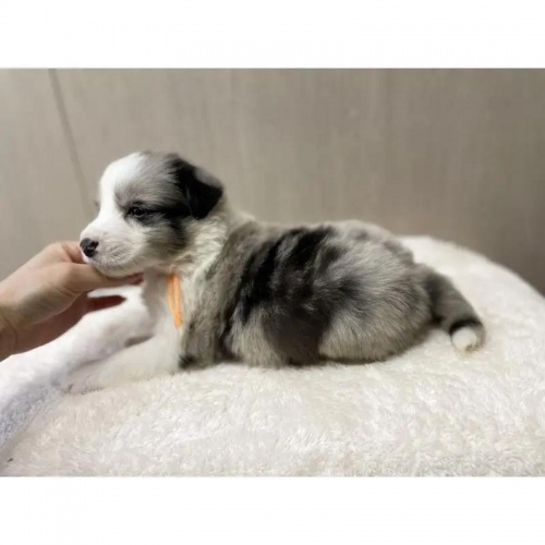 {[_[R[̎qiID:1232311369j4ڂ̎ʐ^/XV:2025-11-19