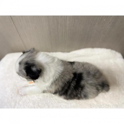 {[_[R[̎qiID:1232311369j5ڂ̎ʐ^/XV:2025-11-19