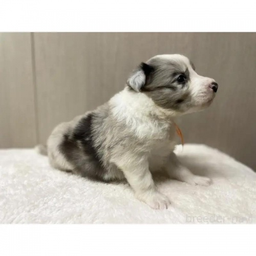 {[_[R[̎qiID:1232311369j6ڂ̎ʐ^/XV:2025-11-19