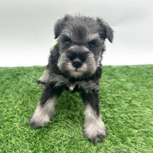 ~j`AViEU[̎qiID:1232311370j1ڂ̎ʐ^/XV:2025-11-19