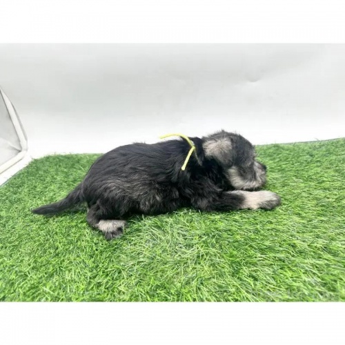 ~j`AViEU[̎qiID:1232311370j2ڂ̎ʐ^/XV:2025-11-19