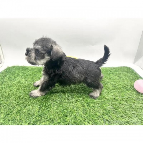 ~j`AViEU[̎qiID:1232311370j3ڂ̎ʐ^/XV:2025-11-19