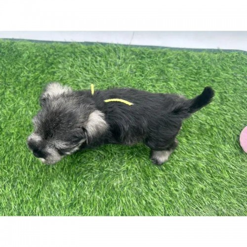 ~j`AViEU[̎qiID:1232311370j4ڂ̎ʐ^/XV:2025-11-19