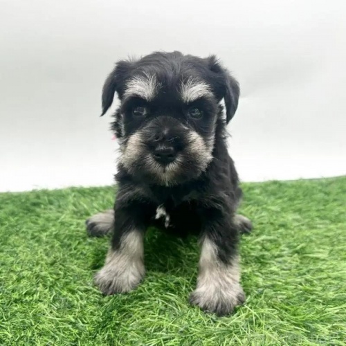 ~j`AViEU[̎qiID:1232311371j1ڂ̎ʐ^/XV:2025-11-19