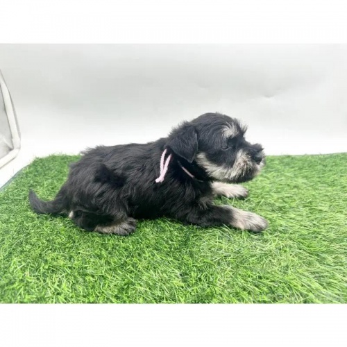 ~j`AViEU[̎qiID:1232311371j2ڂ̎ʐ^/XV:2025-11-19