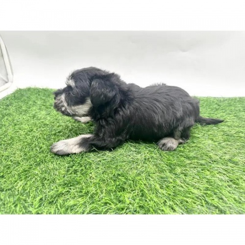 ~j`AViEU[̎qiID:1232311371j3ڂ̎ʐ^/XV:2025-11-19