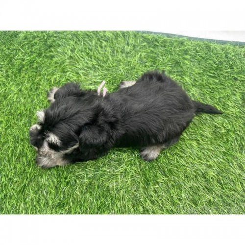 ~j`AViEU[̎qiID:1232311371j4ڂ̎ʐ^/XV:2025-11-19