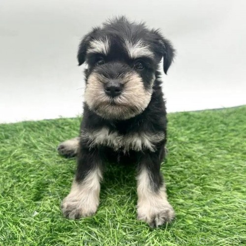 ~j`AViEU[̎qiID:1232311372j1ڂ̎ʐ^/XV:2025-11-19