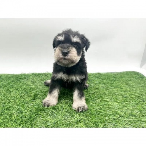 ~j`AViEU[̎qiID:1232311372j3ڂ̎ʐ^/XV:2025-11-19