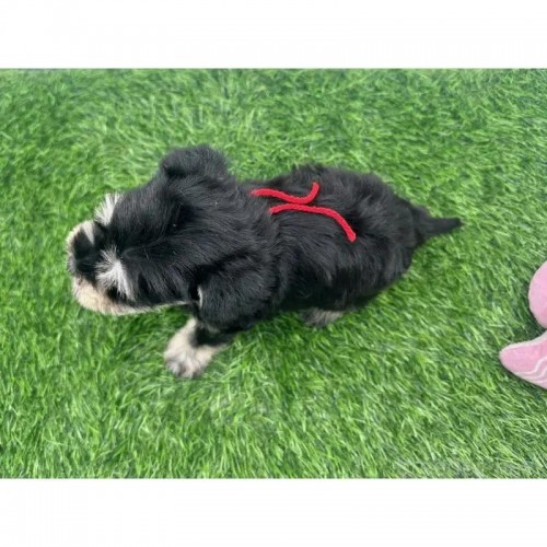 ~j`AViEU[̎qiID:1232311372j4ڂ̎ʐ^/XV:2025-11-19