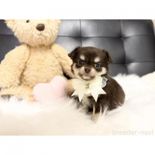 `iOj̎qiID:1232311373j1ڂ̎ʐ^/XV:2025-11-19