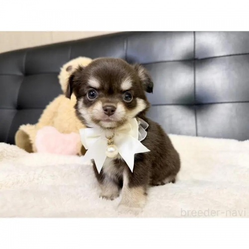 `iOj̎qiID:1232311373j2ڂ̎ʐ^/XV:2025-11-19