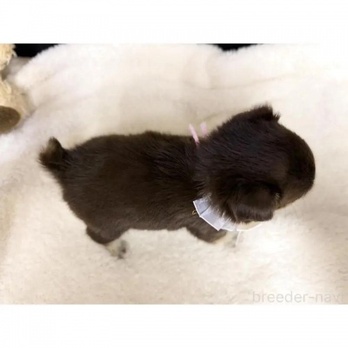 `iOj̎qiID:1232311373j3ڂ̎ʐ^/XV:2025-11-19