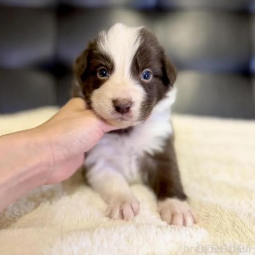 �{�[�_�[�R���[�̎q���iID:1232311374�j��1���ڂ̎ʐ^/�X�V��:2026-01-10