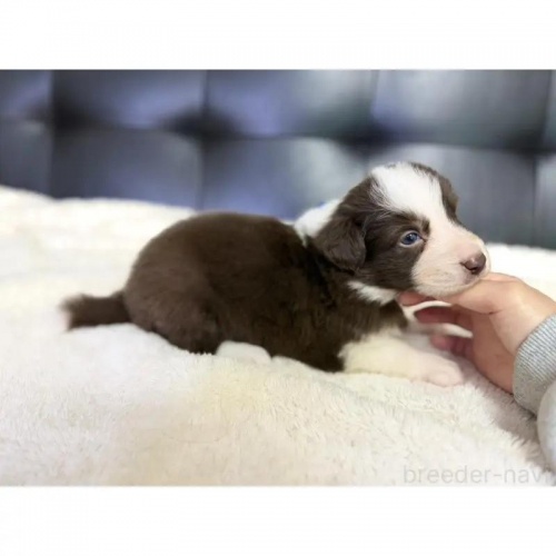 �{�[�_�[�R���[�̎q���iID:1232311374�j��2���ڂ̎ʐ^/�X�V��:2026-01-10